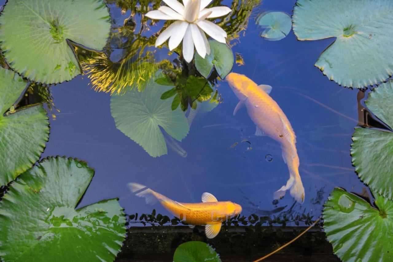 Villa Manuiti, Balinese Luxury Home - Private Swim Spa, Ocean View - Ofyr Bbq - Koi Pond プナアウィア エクステリア 写真